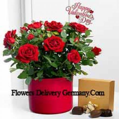 25 Red Roses with Yummy Godiva Chocolates